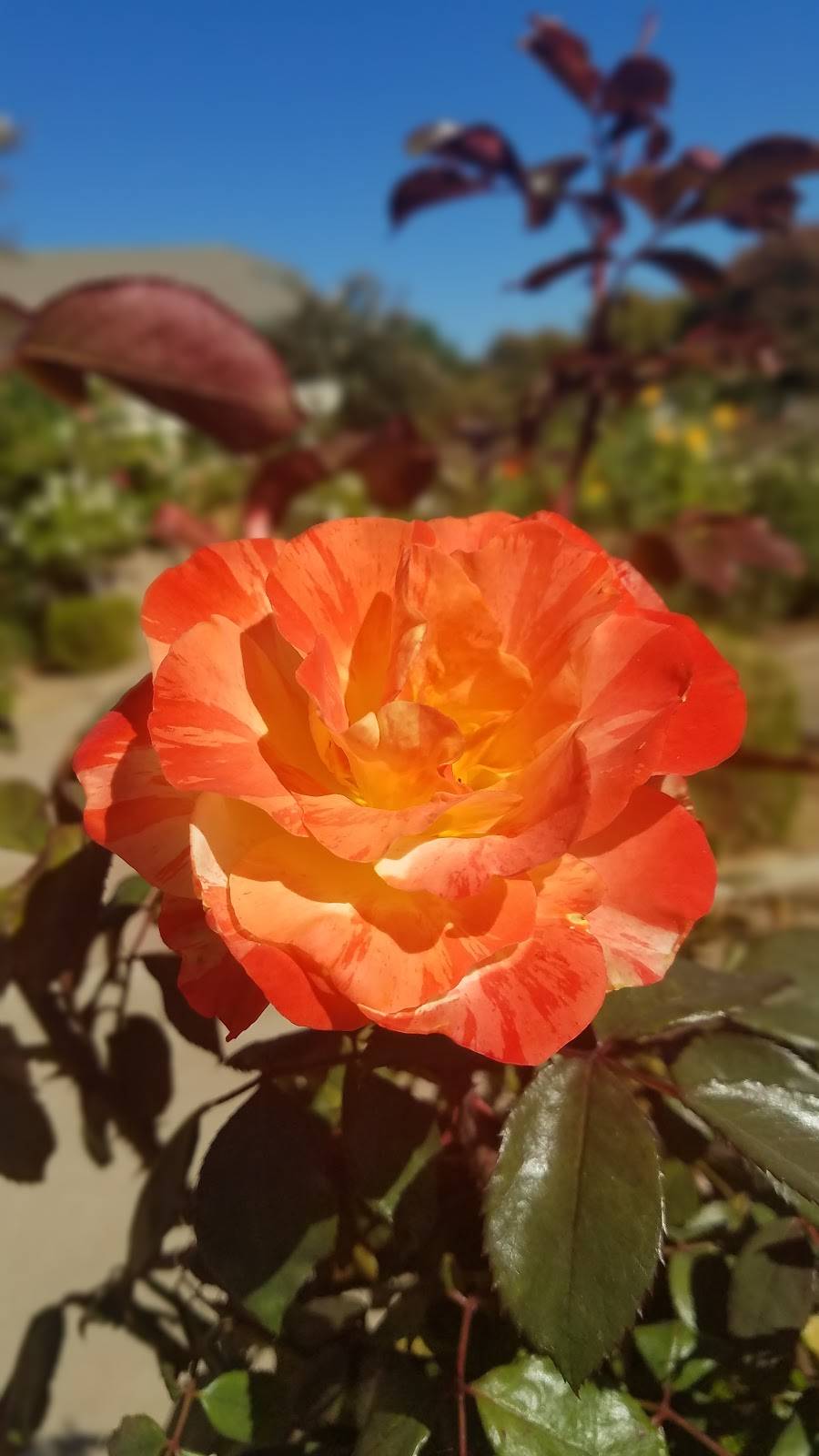 Natomas Rose Garden | 2921 Truxel Rd, Sacramento, CA 95833, USA | Phone: (916) 808-1571