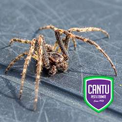 Cantu Pest & Termite | 4950 Keller Springs Rd Suite 420, Addison, TX 75001, USA | Phone: (972) 562-9999