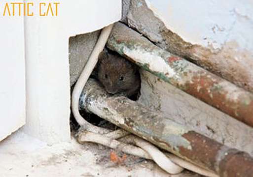 Attic Cat | 8104 Capwell Dr, Oakland, CA 94621, USA | Phone: (510) 277-3303