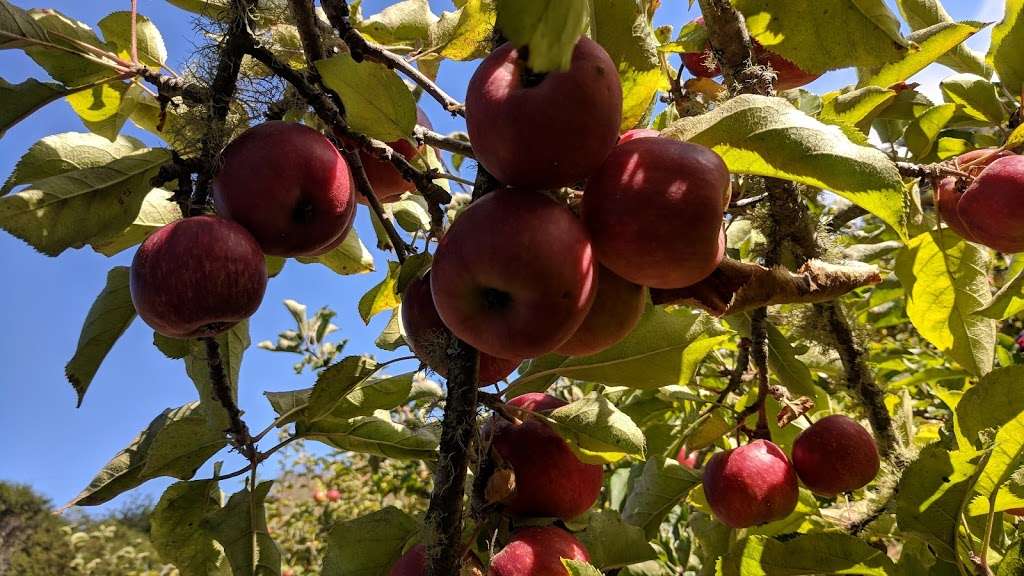 Swanton Pacific Ranch U-Pick Apples | 473-475 Swanton Rd, Davenport, CA 95017 | Phone: (831) 458-5410