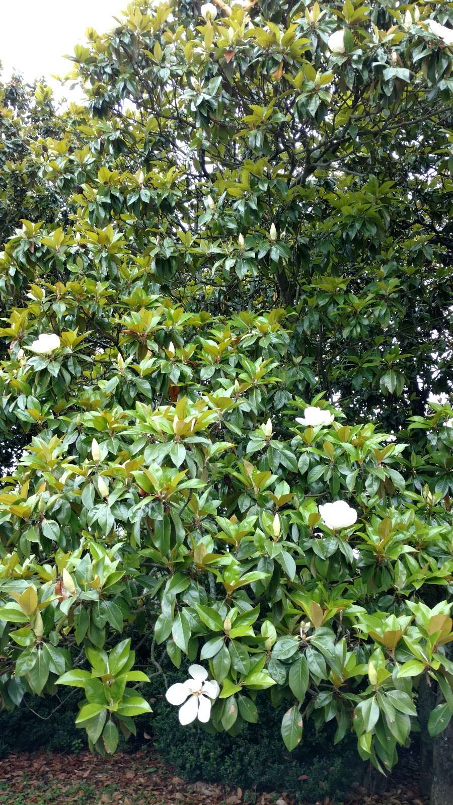 Morven Park Coach House | 17169-17321 Southern Planter Ln, Leesburg, VA 20176, USA | Phone: (703) 777-2414