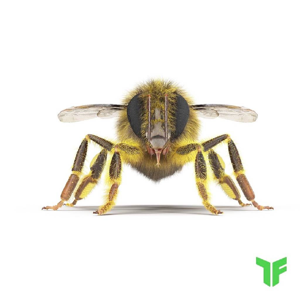 TruForce Pest Control | 465 E Chilton Dr Suite 1, Chandler, AZ 85225, USA | Phone: (480) 845-0444