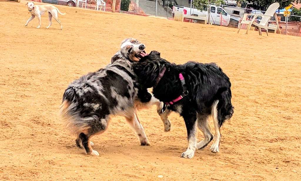 Silverlake Dog Park | 1893-1899 Silver Lake Blvd, Los Angeles, CA 90026, USA | Phone: (323) 644-3946