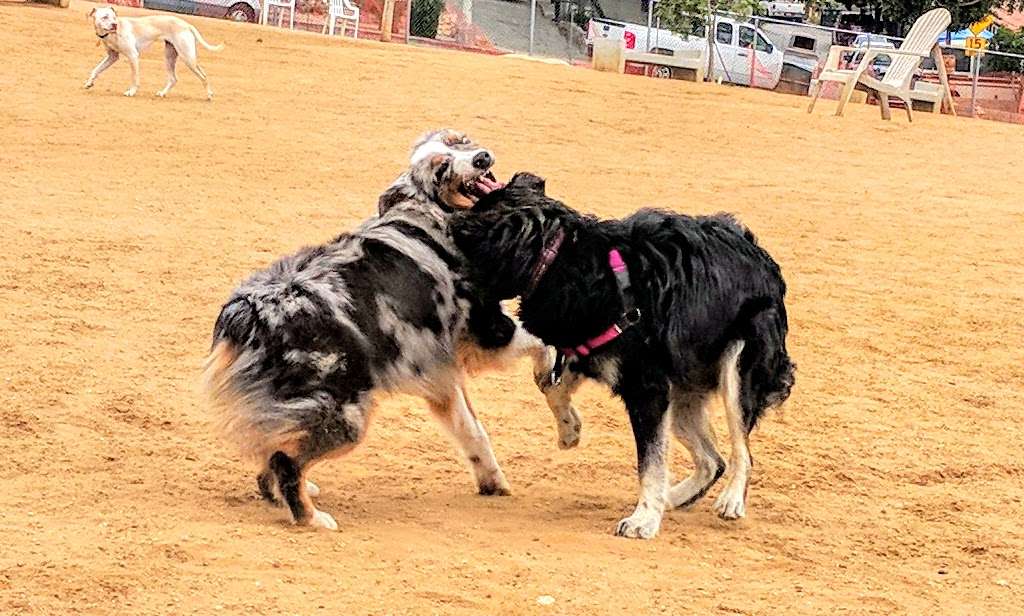 Silverlake Dog Park | 1893-1899 Silver Lake Blvd, Los Angeles, CA 90026, USA | Phone: (323) 644-3946