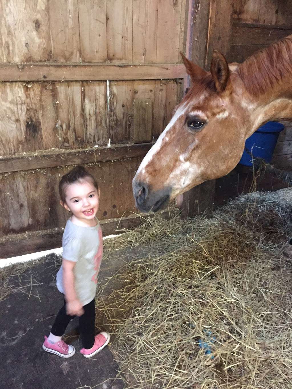 Hollow Brook Riding Academy | 890 Peekskill Hollow Rd, Putnam Valley, NY 10579, USA | Phone: (845) 526-8357