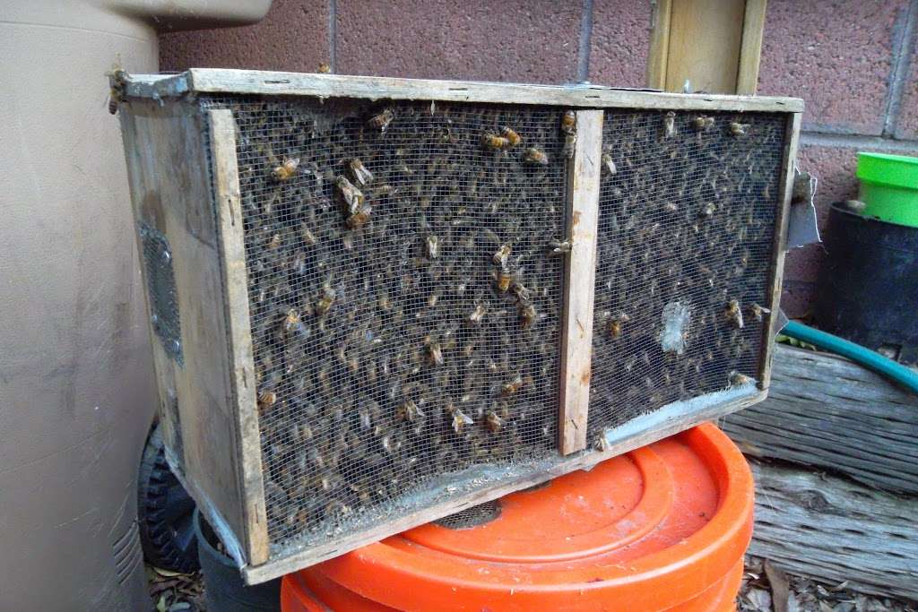 Hive Pro Bee Removal Inc. | 11 S Termino Ave #205, Long Beach, CA 90803, USA | Phone: (562) 285-9582