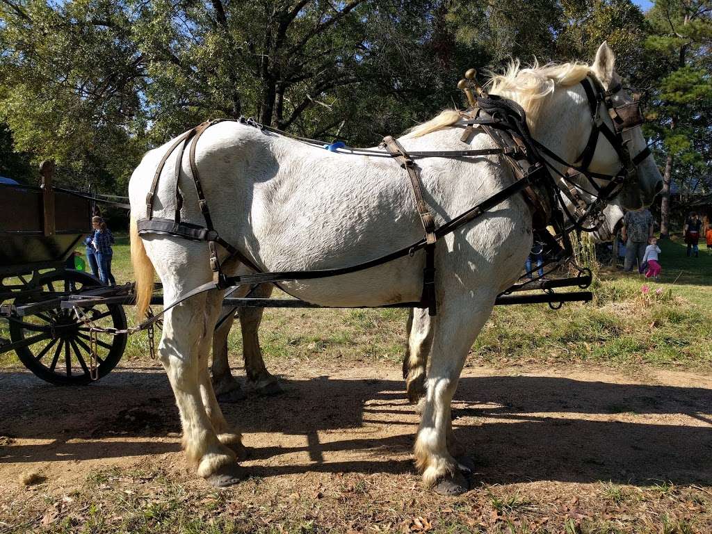 Armand Bayou Nature Center | 8500 Bay Area Blvd, Pasadena, TX 77507, USA | Phone: (281) 474-2551