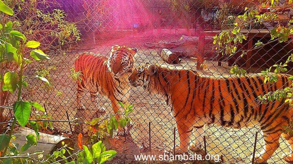 The Roar Foundation/Shambala Preserve | 6867 Soledad Canyon Rd, Acton, CA 93510, USA | Phone: (661) 268-0380