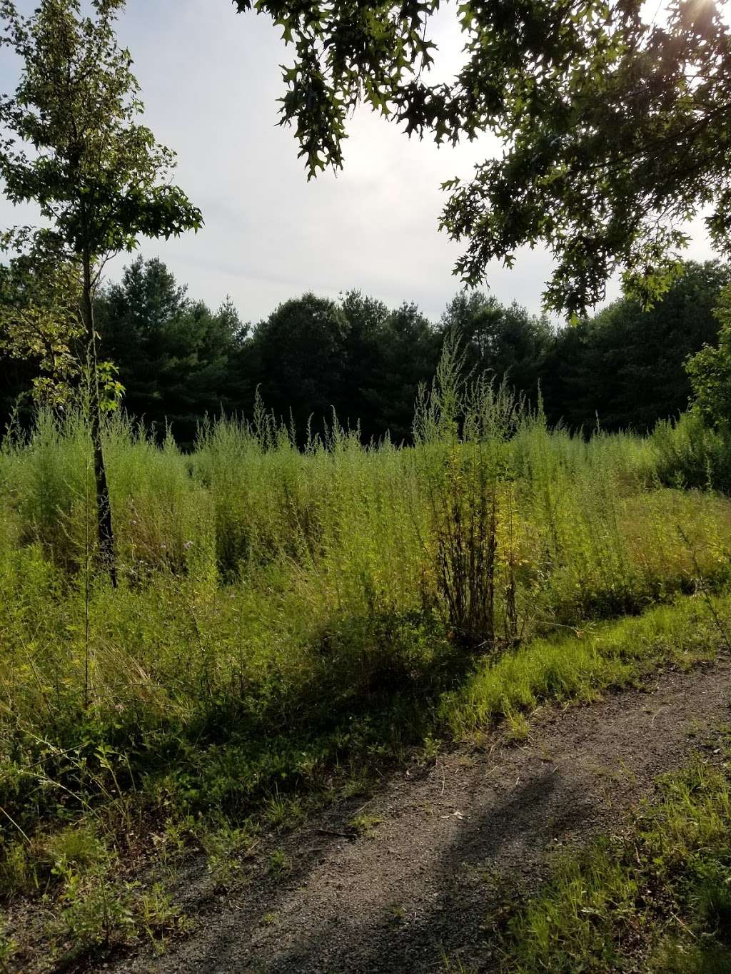 Oxbow Meadows Wildlife Area | 25 Williams Rd, Wayland, MA 01778, USA