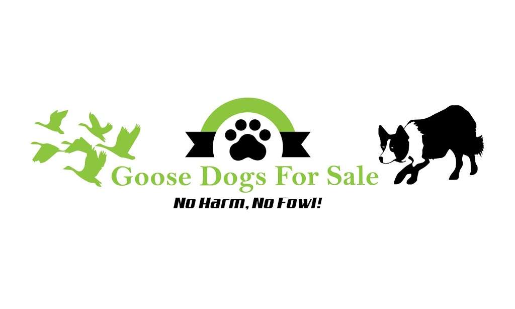 Goose Dogs for Sale | 412 Russell Rd, Berryville, VA 22611, USA | Phone: (703) 772-0379