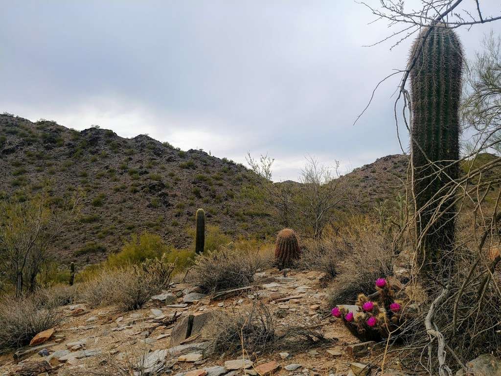 McDowell Sonoran Preserve Gateway Trail | 18333 N Thompson Peak Pkwy, Scottsdale, AZ 85255, USA | Phone: (480) 312-7013