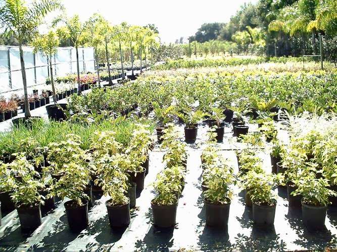 Palm Gardens Nursery | 4761 Judge Rd, Orlando, FL 32812, USA | Phone: (407) 851-6630