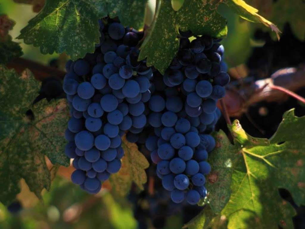 Peters Organic World | 1949 E University Dr #209, Tempe, AZ 85281, USA | Phone: (480) 837-8768