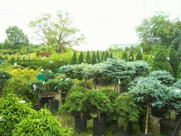 Winding Creek Nursery & Garden Center | 8241 Millbrook Rd, Millbrook, IL 60536, USA | Phone: (630) 553-7211