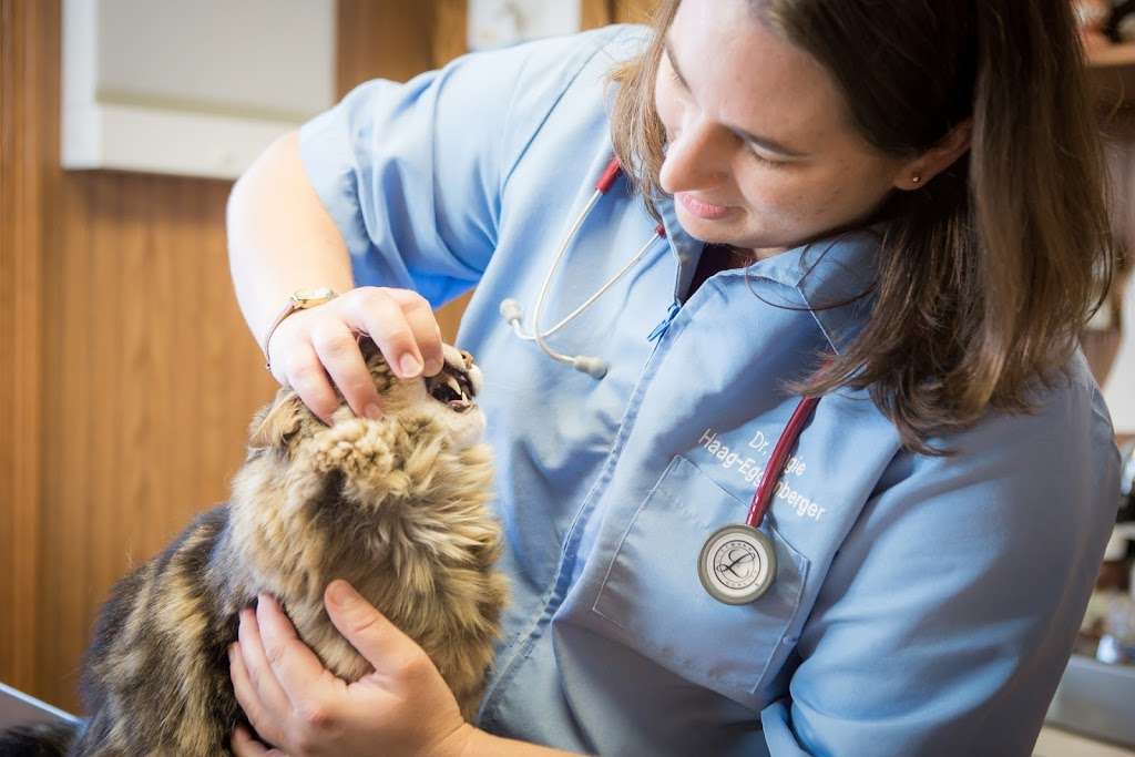 Dwight Veterinary Clinic | 305 S Old Rte 66, Dwight, IL 60420 | Phone: (815) 584-2732