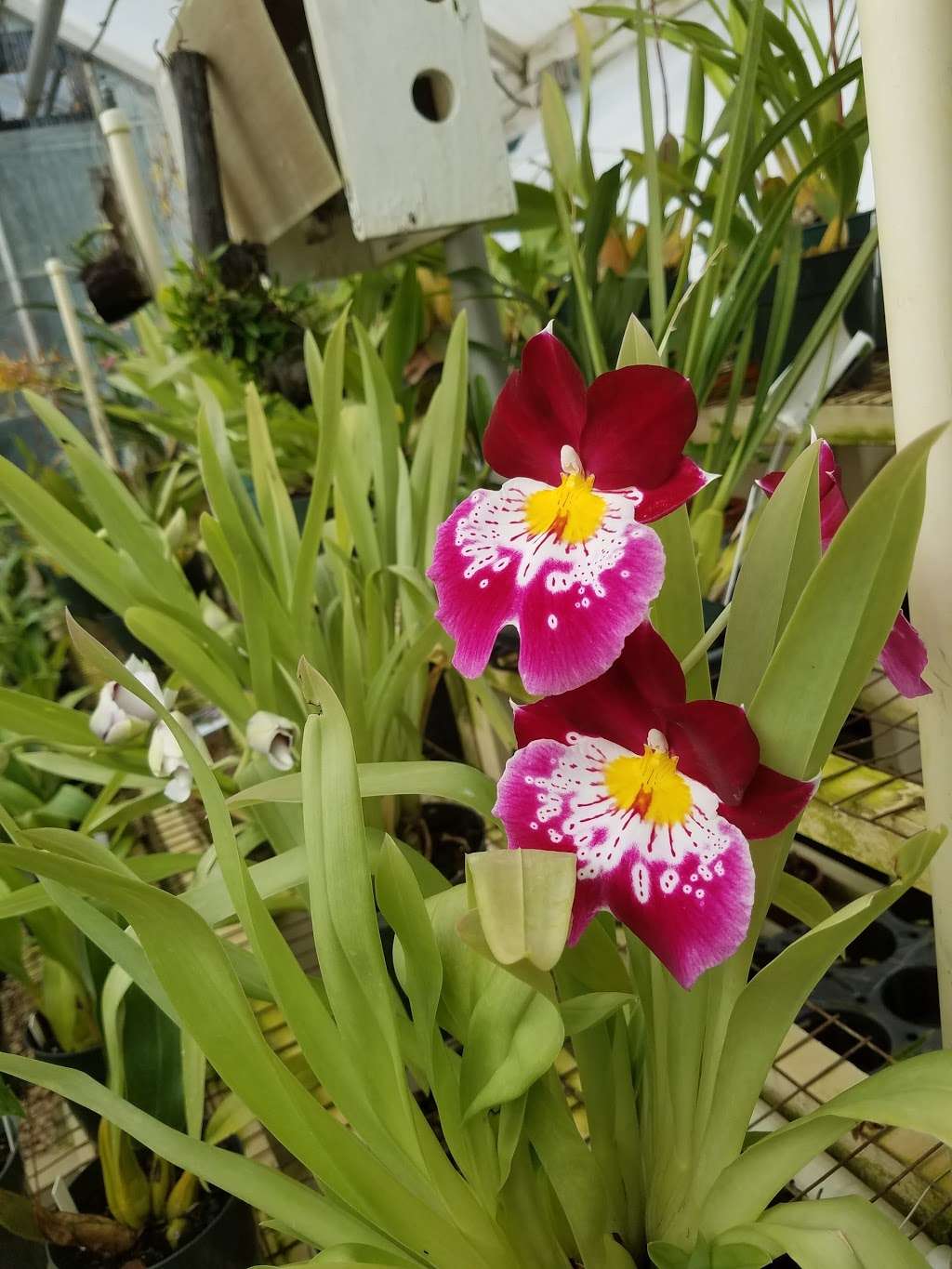 Silvas Orchids | 635 Wayside Rd, Neptune City, NJ 07753 | Phone: (732) 922-2635