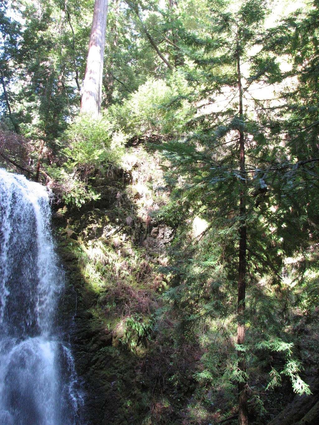 Big Basin Redwoods State Park | 21600 Big Basin Way, Boulder Creek, CA 95006, USA | Phone: (831) 338-8861