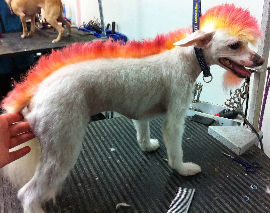 Fetching Canine Grooming and Boutique | 1490 W State Rd 434, Longwood, FL 32750, USA | Phone: (407) 830-9663