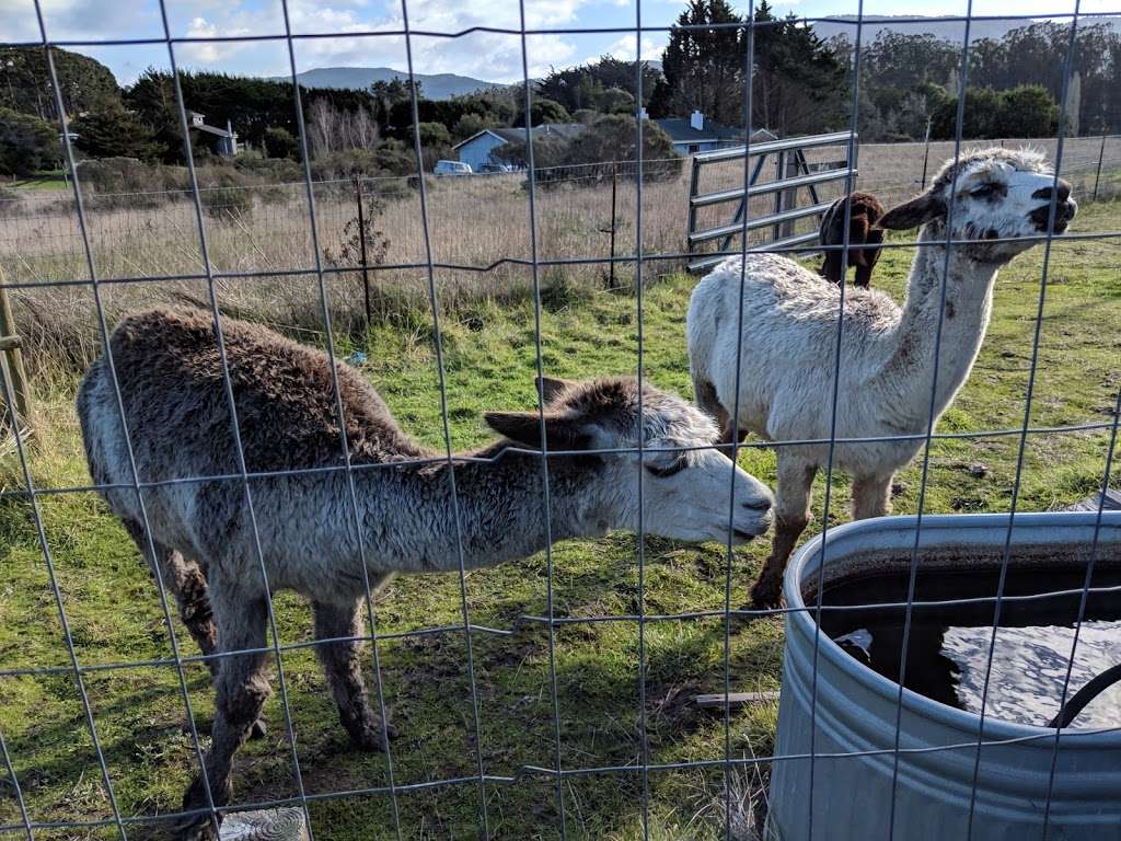 Lingonberry Farm | 12430 CA-1, Point Reyes Station, CA 94956 | Phone: (415) 663-1826