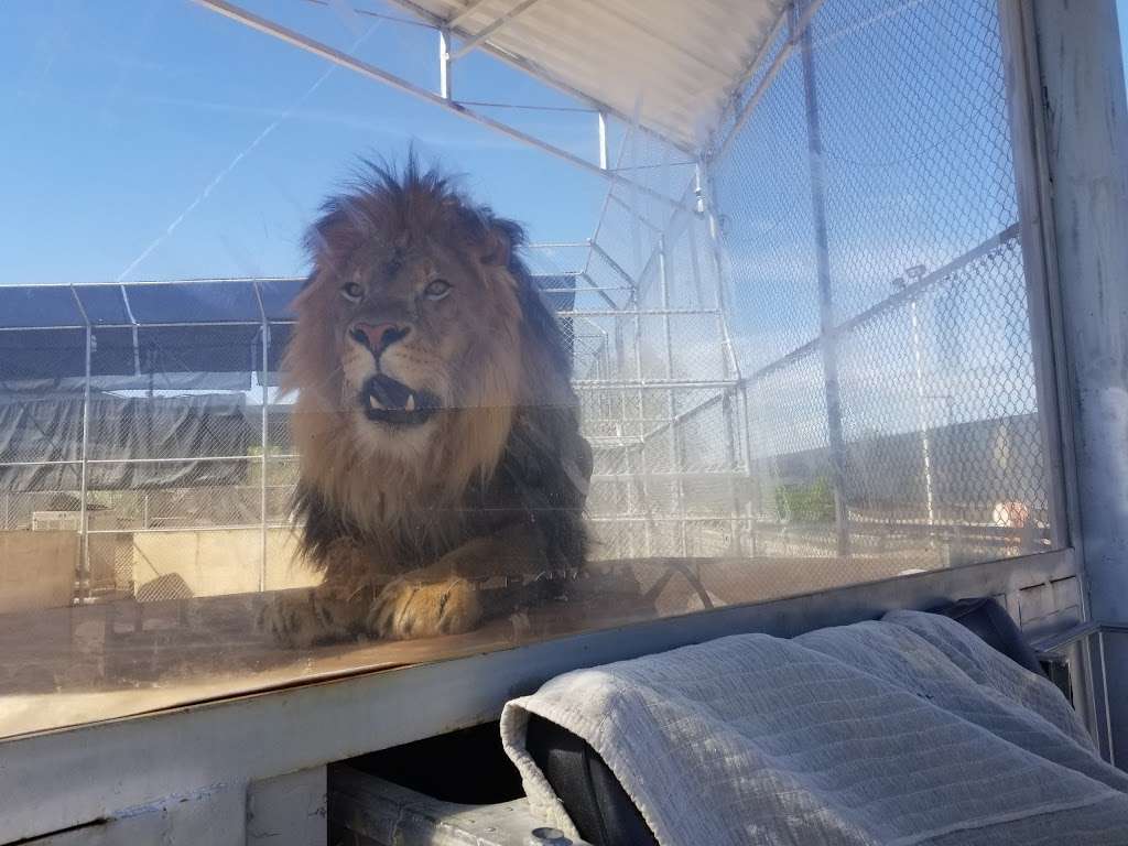 Lion Habitat Ranch | 382 Bruner Ave, Henderson, NV 89044, USA | Phone: (702) 595-6666