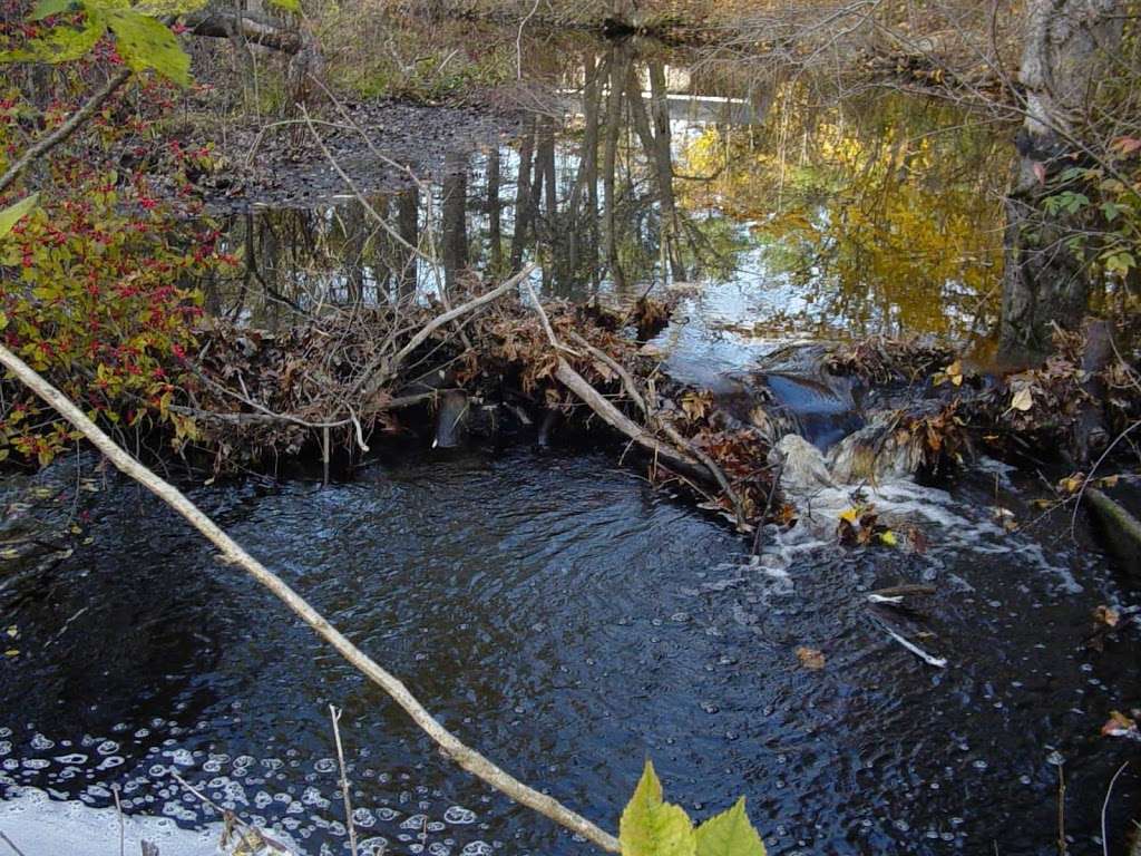 Beaver Trapper / Wildlife Trapper Co. | Wildlifetrapper@gmail.com, Please email your job request, Map marker shows recent beaver activity, Boxford, MA 01921, USA | Phone: (781) 389-3200