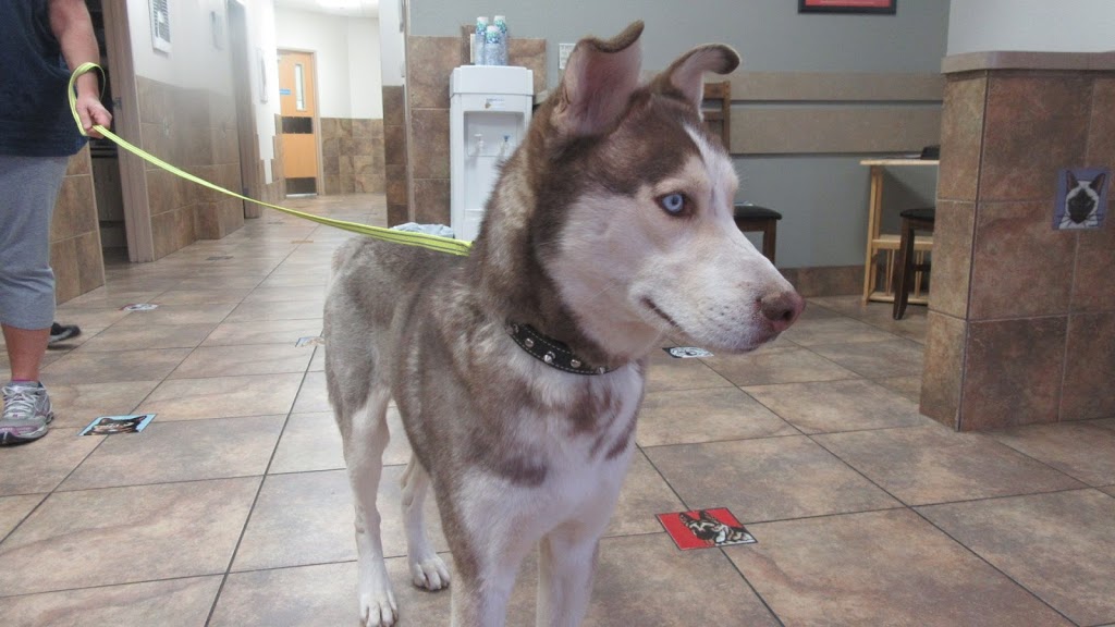 White Tanks Animal Hospital & Grooming | 16578 W Greenway Rd #215, Surprise, AZ 85388, USA | Phone: (623) 537-5559