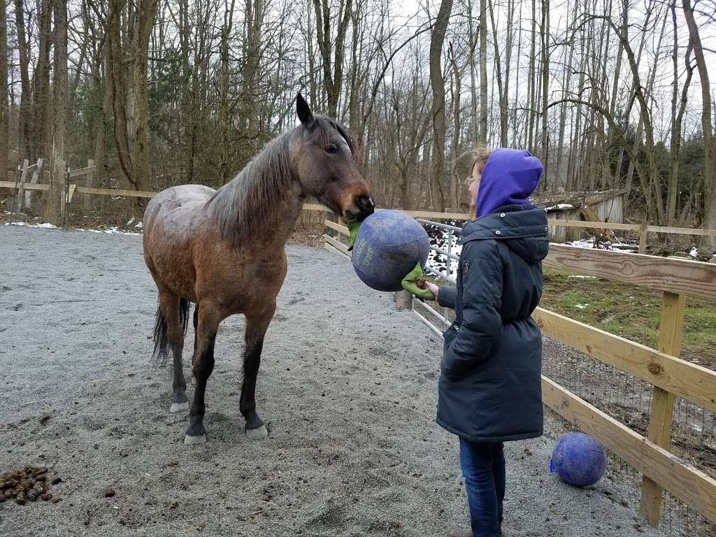 Take Heart Counseling And Equine Assisted Therapy | 4675 New Holland Rd, Mohnton, PA 19540, USA | Phone: (717) 917-7137