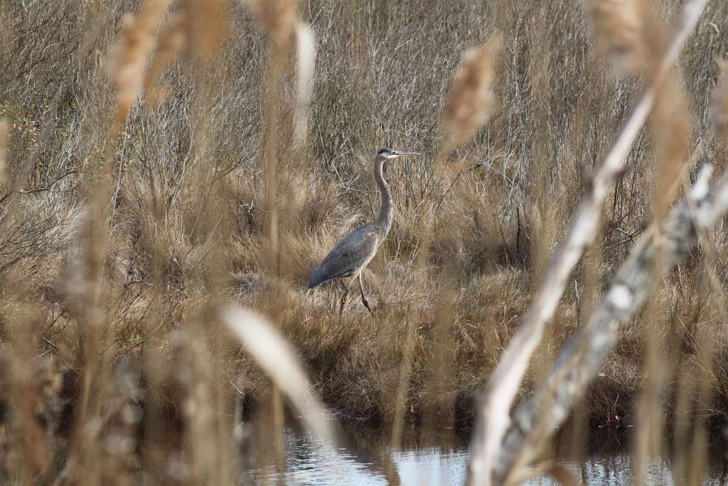 Gordon Pond Wildlife Area | Lewes, DE 19958 | Phone: (302) 645-8983