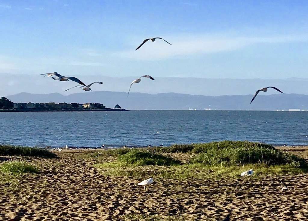 Elsie Roemer Bird Sanctuary | Alameda, CA 94501, USA | Phone: (888) 327-2757