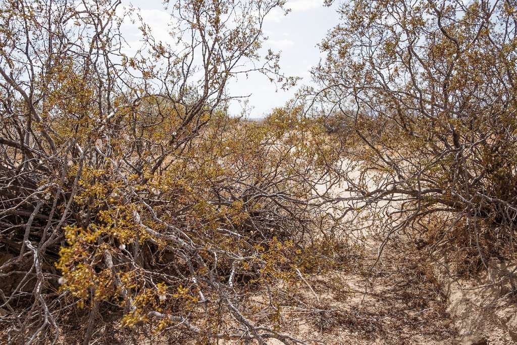 Desert Tortoise Natural Area | 140th St, California City, CA 93505, USA | Phone: (951) 683-3872
