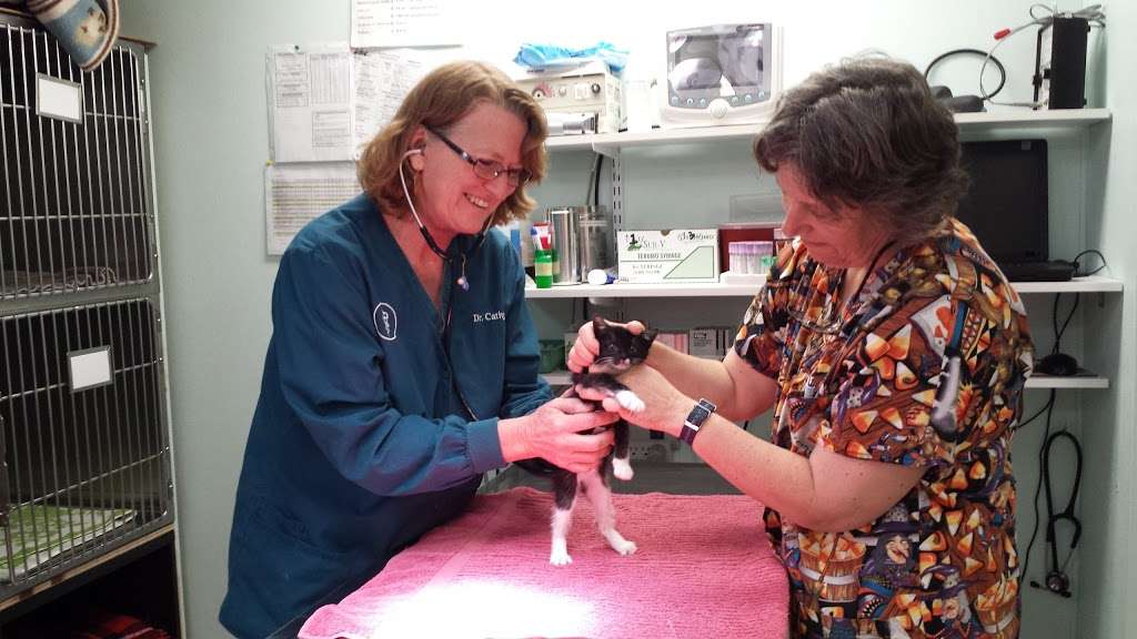 Coastal Cat Clinic | 1290 Danmann Ave, Pacifica, CA 94044, USA | Phone: (650) 557-2781