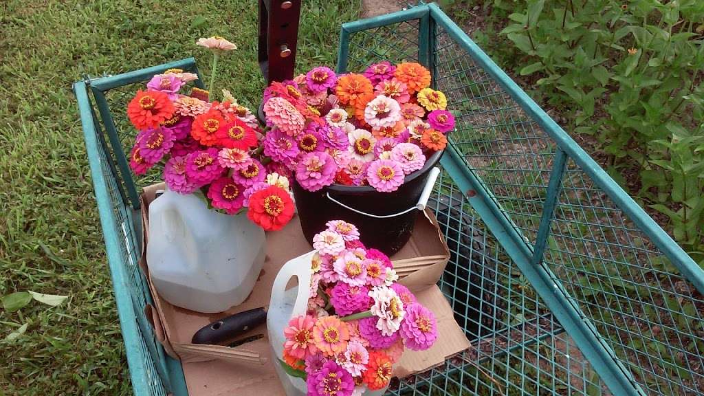 My Sisters Bloomin Garden seasonal | 1408, 425 NJ-31, Ringoes, NJ 08551, USA | Phone: (609) 466-3110