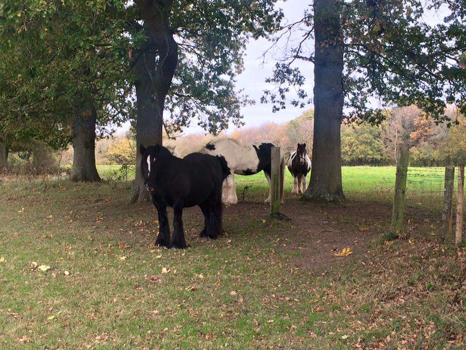 Otford Kent Circular Walk | Otford Rd, Sevenoaks TN14 5DP, UK