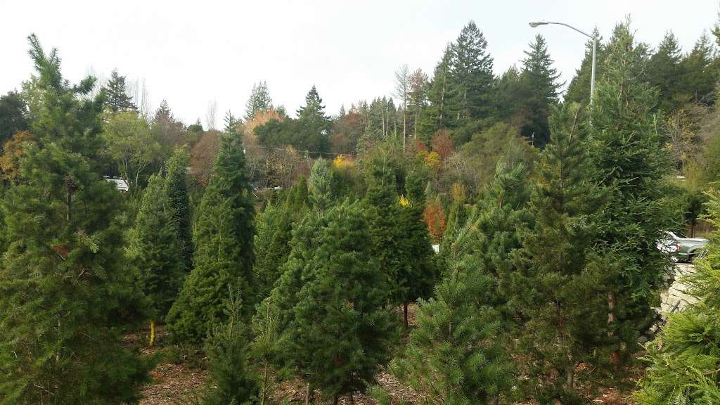 Patchen Rancho Christmas Tree Farm | 17430 Old Summit Rd, Los Gatos, CA 95033, USA | Phone: (408) 353-5696