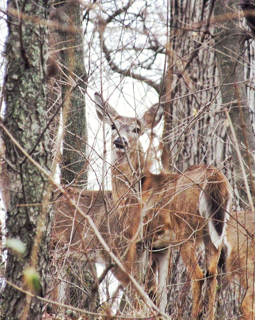 South Frederick Overlook at Gambrill State Park | 8602 Gambrill Park Rd, Middletown, MD 21769, USA | Phone: (301) 271-7574