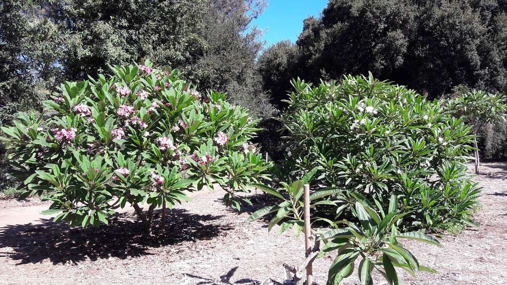 Plumeria Trail | 5776031900, Arcadia, CA 91007, USA