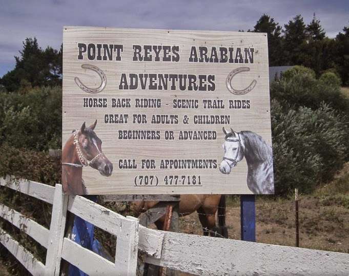 Point Reyes Arabian Adventures | 11925 CA-1, Point Reyes Station, CA 94956, USA | Phone: (707) 477-7181