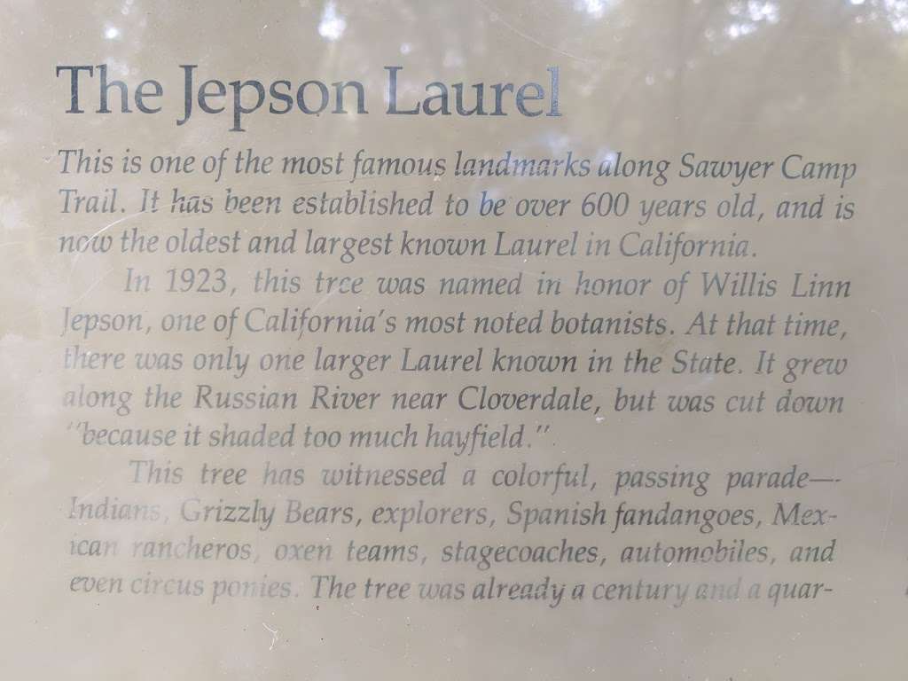Jepson Laurel Tree | Sawyer Camp Recreation Trail, Burlingame, CA 94010, USA
