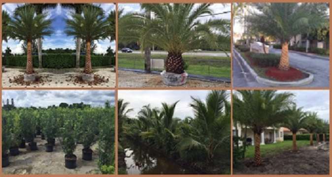 GRIFFIN ROAD NURSERY & LANDSCAPING, LLC. | 4501 SW 133rd Ave, Southwest Ranches, FL 33330 | Phone: (305) 725-0386