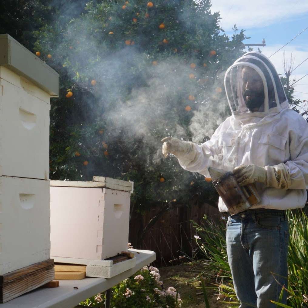 Mission Beekeeping | 779 N Ventura Ave, Oak View, CA 93022 | Phone: (805) 636-4426