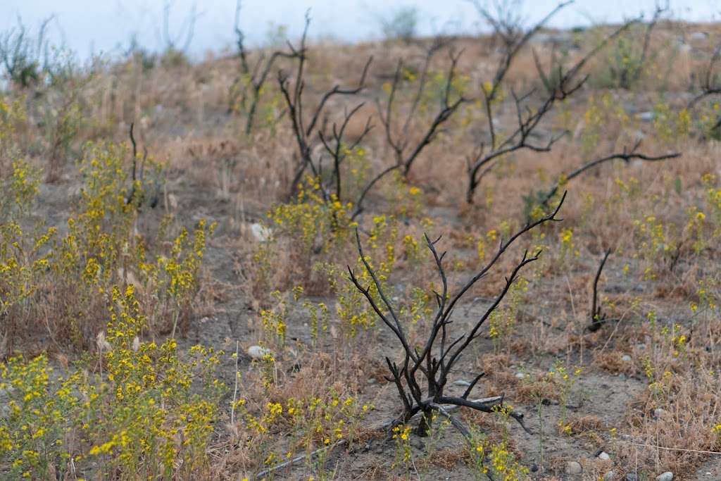 Santa Ana Mountains Trail Head | Anaheim, CA 92807, USA