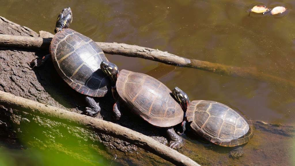 Mass Audubons Daniel Webster Wildlife Sanctuary | Winslow Cemetery Rd, Marshfield, MA 02050, USA | Phone: (781) 837-9400