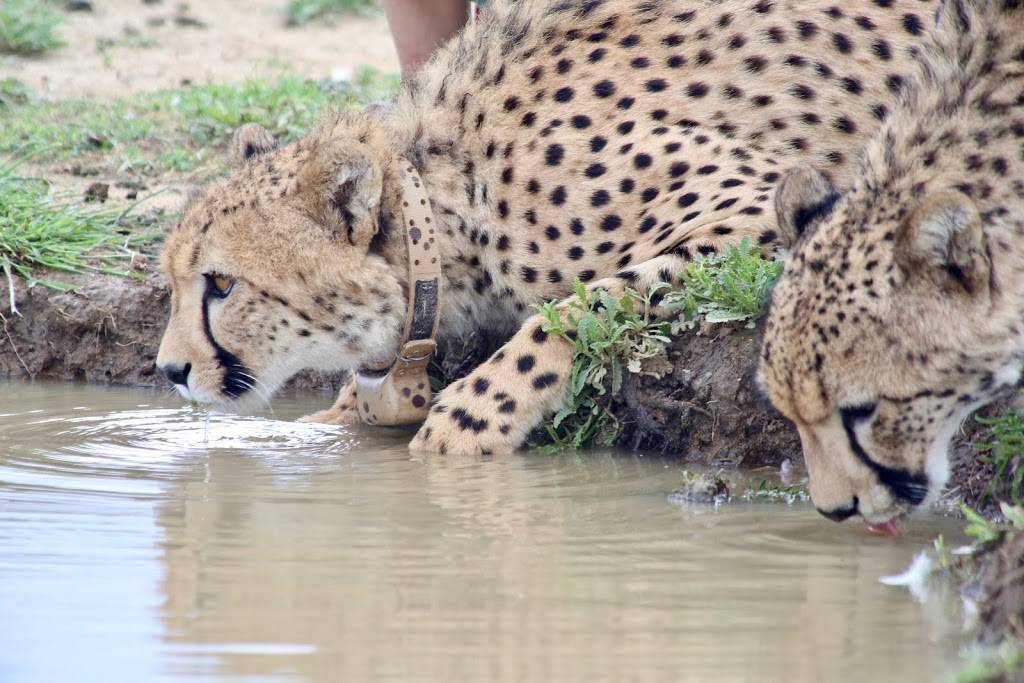 C Africa Safaris | 2619 Highview Dr, Nashville, TN 37206, USA | Phone: (615) 414-8293
