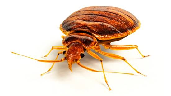 Pest Control Solutions Mosquito Flea Roaches Rodent Bed Bug Cont | 4616 Bayou Des Familles Dr, Marrero, LA 70072, USA | Phone: (504) 333-2167