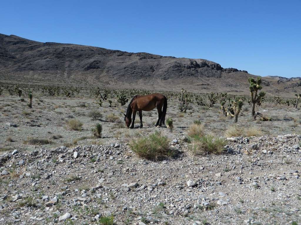 Bonanza Trail, North Trailhead | Las Vegas, NV 89124