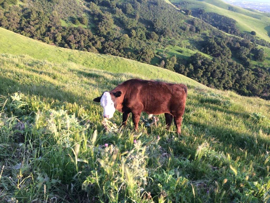 Ohlone Regional Wilderness Trail | 270 Stanford Ave, Fremont, CA 94539, USA | Phone: (510) 544-3246