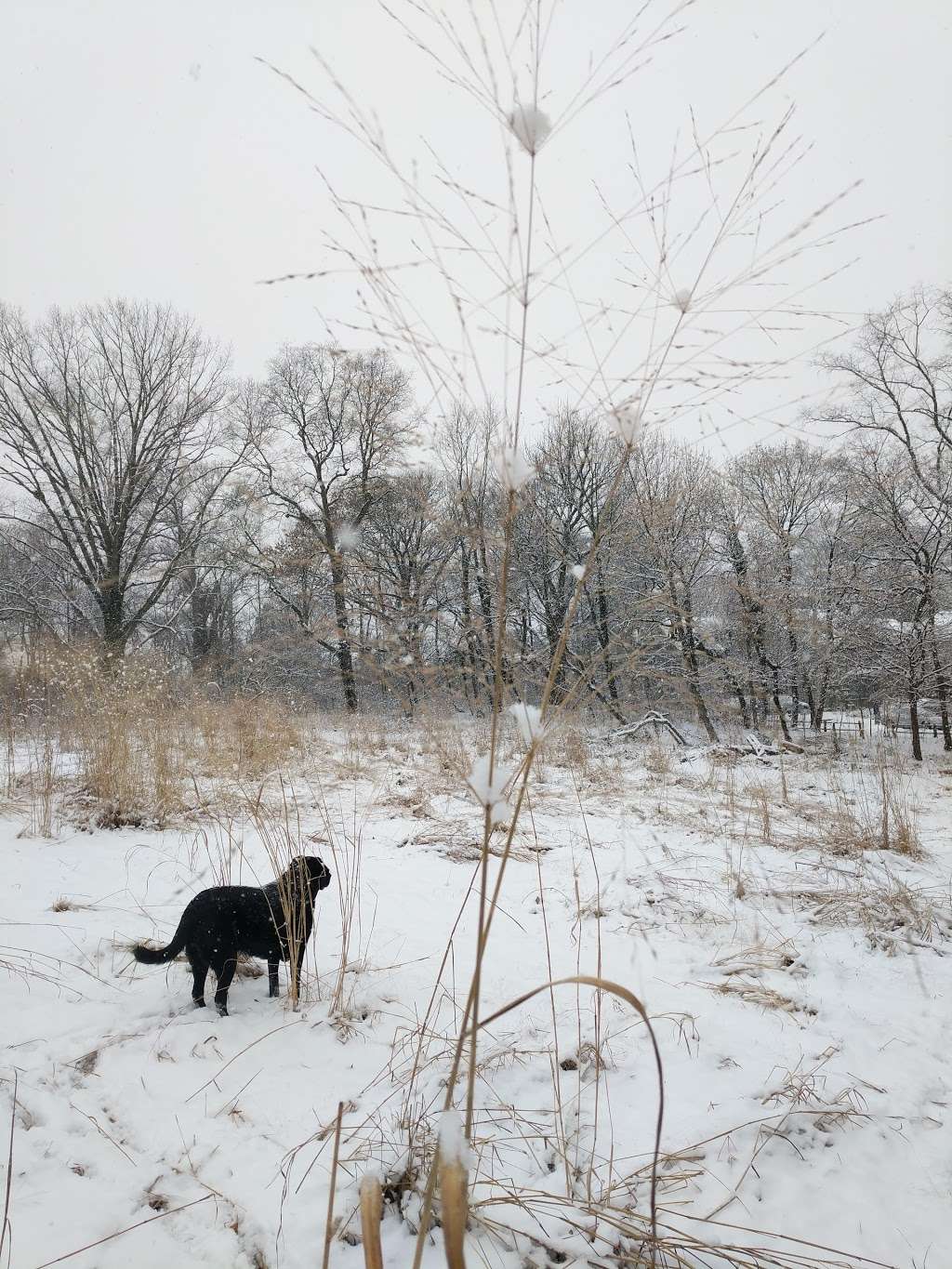 Clifford Dog Park | 6245 Wissahickon Ave, Philadelphia, PA 19144, USA