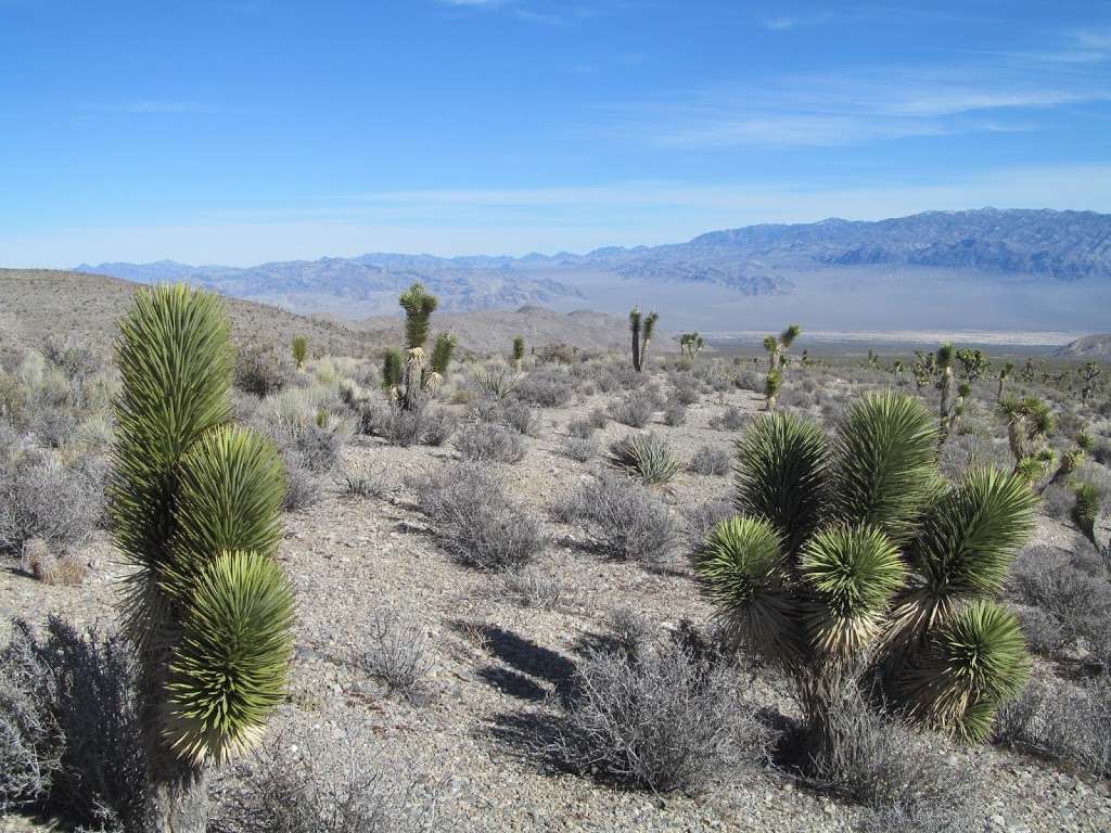 Lee Canyon Narrows | Las Vegas, NV 89166