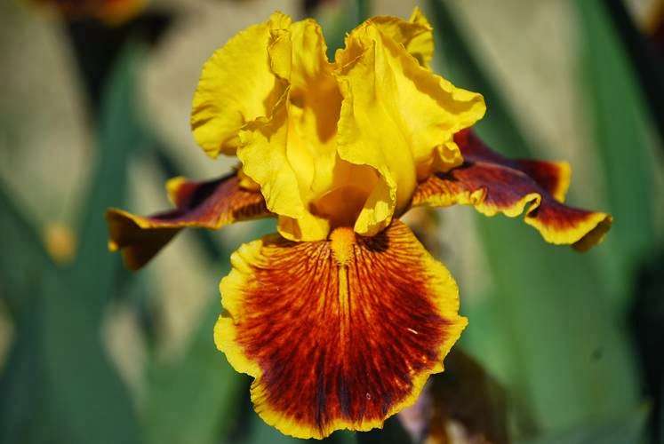 Pleasants Valley Iris Farm | 7317 Pleasants Valley Rd, Vacaville, CA 95688, USA | Phone: (707) 451-3367