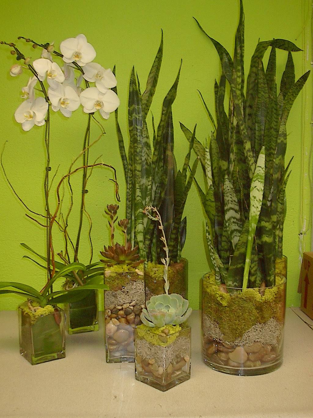 An Octopuss Garden Floral Design Studio | 5012 Arville St #10, Las Vegas, NV 89118 | Phone: (702) 889-8550